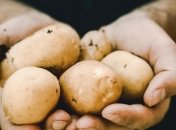 Ціни на молоду картоплю суттєво знижуються