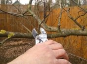 Правила осенней обрезки деревьев