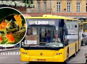 У Львові після зливи в автобусі утворився акваріум