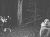 Самые жуткие кадры с охотничьих камер ночного видения (Фото)