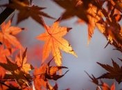 В Киеве построят комплекс по переработке опавших листьев, получая при этом биогаз