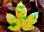 Прогноз погоды в Украине на 11 ноября: ожидаются дожди 