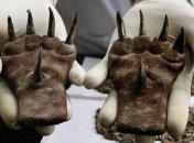 1500-летние когти, которые найдены в Перу, заинтриговали археологов