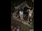 Спасенные коты.