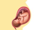Положение плода в матке: что нужно знать каждой маме