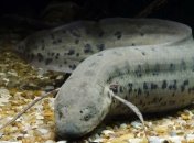 Ученые рассказали об удивительном существе из Африки