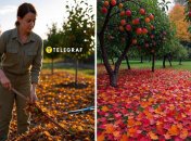 Спалювати опале листя та сухі гілки заборонено законом