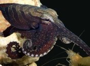 Ученые обнаружили осьминогов-романтиков 