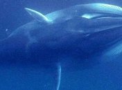 Редкие киты впервые позволили себя сфотографировать
