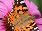 Киев в первые дни лета облюбовало огромное количество бабочек (Видео)