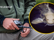 Коллаж "Телеграфа"