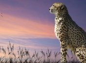 Ученые измерили скорость гепарда в дикой природе