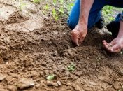 У чому слід замочити насіння помідорів і огірків