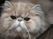 В одном из районов Киева объявили карантин из-за бешенства 