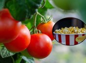 Есть помидоры, напоминающие жареную кукурузу с маслом