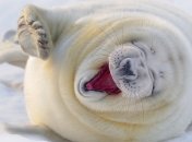 Забавные анекдоты на 27 августа