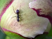 Муравьи могут доставлять дачникам неудобства