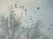 23 декабря - приметы и обряды в День памяти Мины