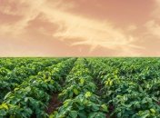 Час висадки картоплі впливає на кількість врожаю  (зображення створено за допомогою ШІ)