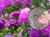 Простой, но хитрый способ, чтоб проросли самые старые семена астры