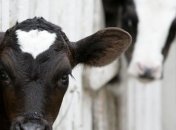 Вегетарианство: быть или не быть?