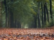 Ілюстративне фото