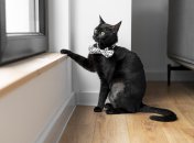 Какой сегодня праздник - Степан Сеновал