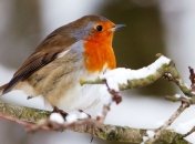 Какой завтра праздник: приметы и обряды на 23 января