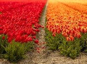 Красиві тюльпани проростуть навесні