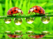 25 июля. Приметы дня