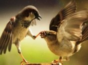 Птицы, как и люди, спорят о родительских обязанностях