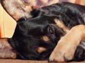 Собачий нюх намного острее, чем человеческий