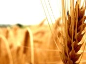 Аграрии заинтересованы в экспорте зерна на долгосрочной основе