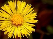 Кирилл - дери полоз: приметы и обряды 31 марта