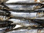 Потомки завидуют: "саблезубые анчоусы" были грозой морей палеогена