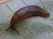 Простий і дешевий спосіб позбутися слимаків