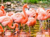 Тест на определение характера по картинке