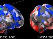 Новая карта головного мозга появилась в свободном доступе
