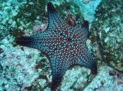 Стало известно, какое животное скрывает секрет вечной молодости