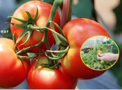 Чим підживити помідори під час цвітіння
