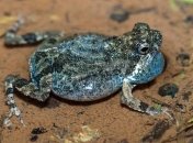 Ученые: лягушки могут доставлять лекарственные препараты 