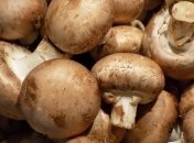 Цианобактерии помогли ученым превратить грибы в источник электричества