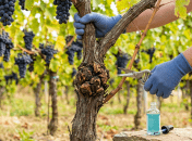 Что такое бактериальный рак на винограде и что делать