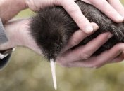 Ученые разгадали большую тайну самой маленькой птички