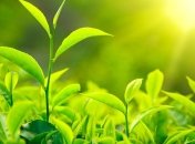 Действие зеленого чая на фигуру 