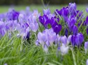 Прогноз погоды в Украине на 24 мая: тепло, дожди на западе страны