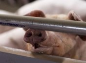 В Харьковской области зарегистрирован еще один очаг АЧС