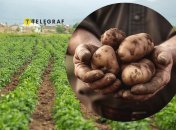 Посадка картоплі у травні 2025