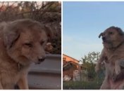 Собака прожив кілька днів після отримання тяжких травм