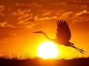 Ученые открыли сразу три новых вида птиц 